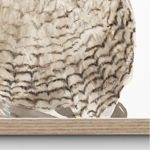 Kookie the Kookaburra