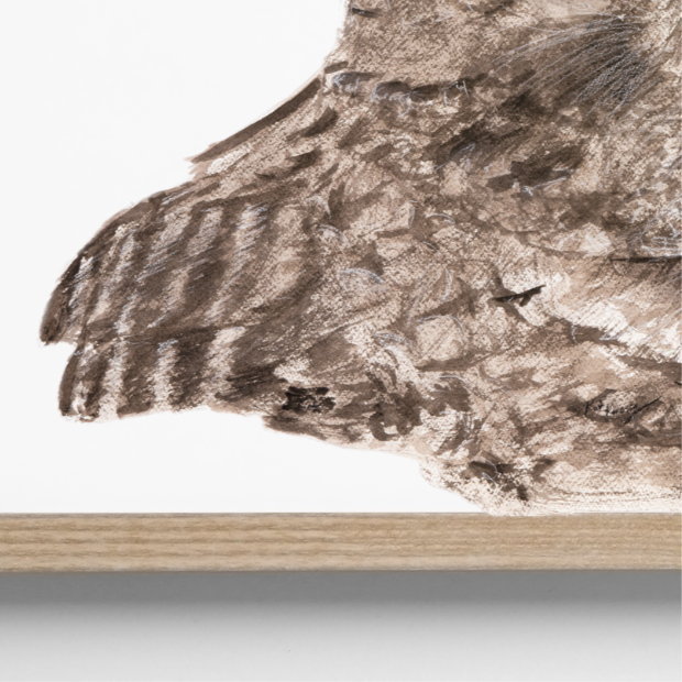 Ewok the tawny frogmouth