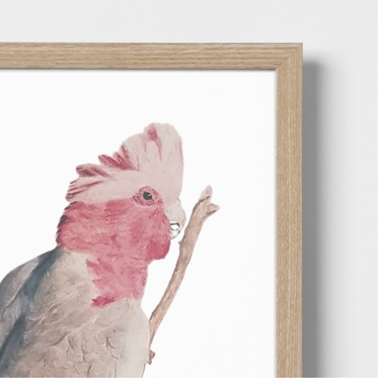 Grace the Galah