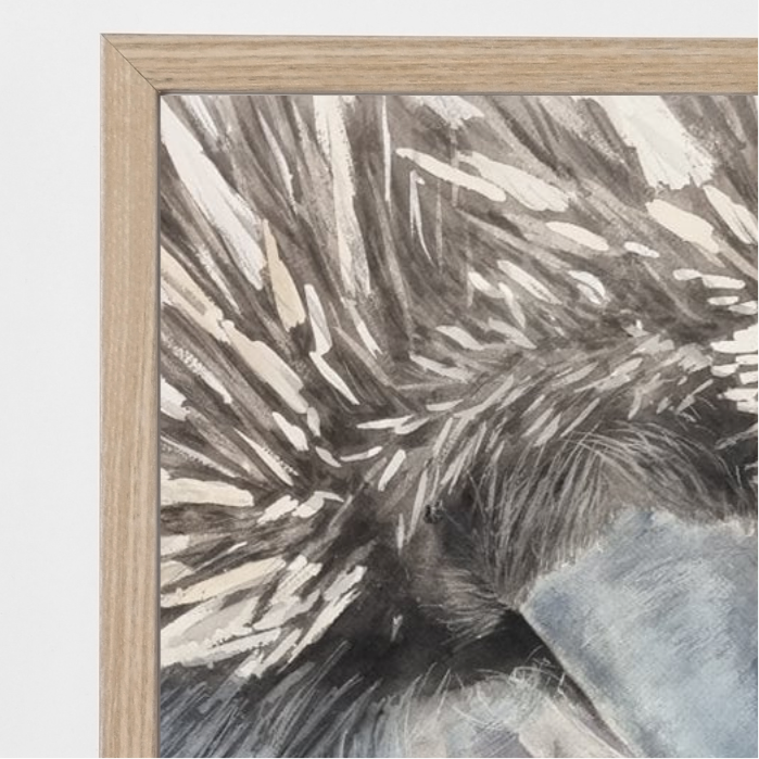 Deena The Echidna