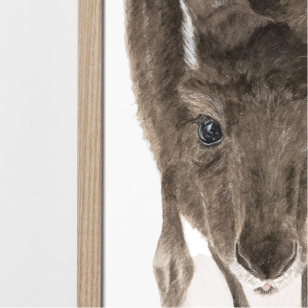 Moppy the Joey