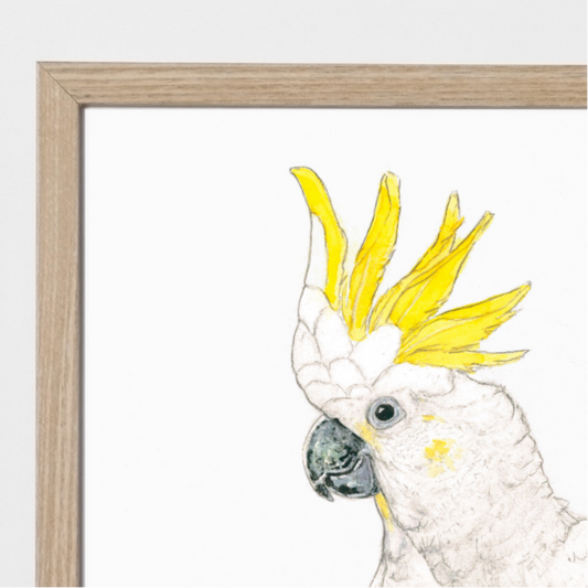Carl the Cockatoo
