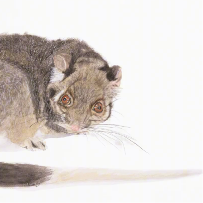 Jake the ringtail possum