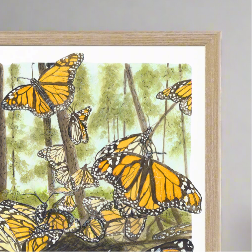 Monarch Butterfly