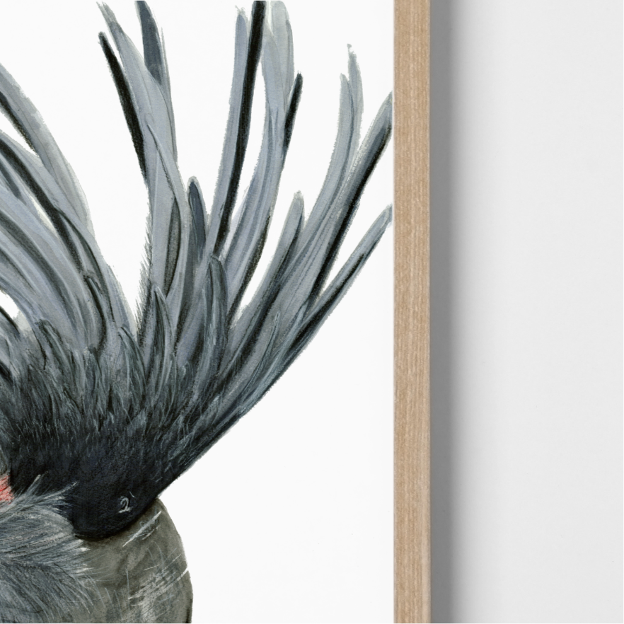 Seisa The Palm Cockatoo