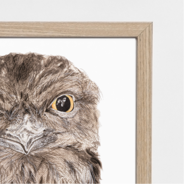 Ewok the tawny frogmouth