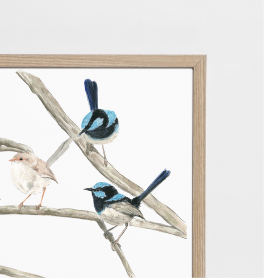 A Blue Wren Gathering