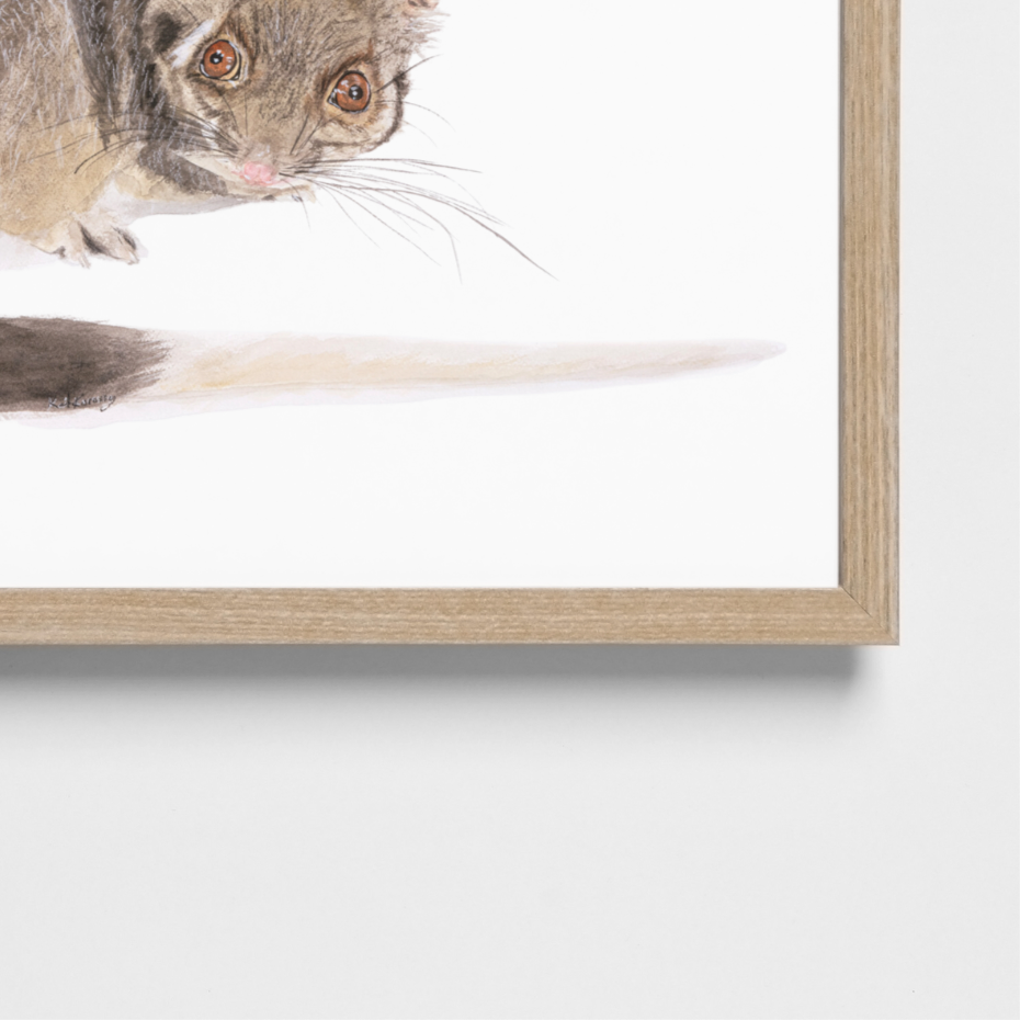 Jake the ringtail possum