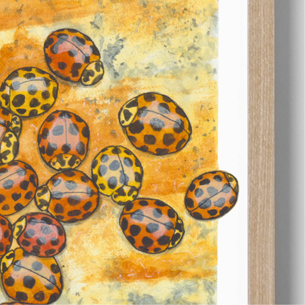 Ladybird
