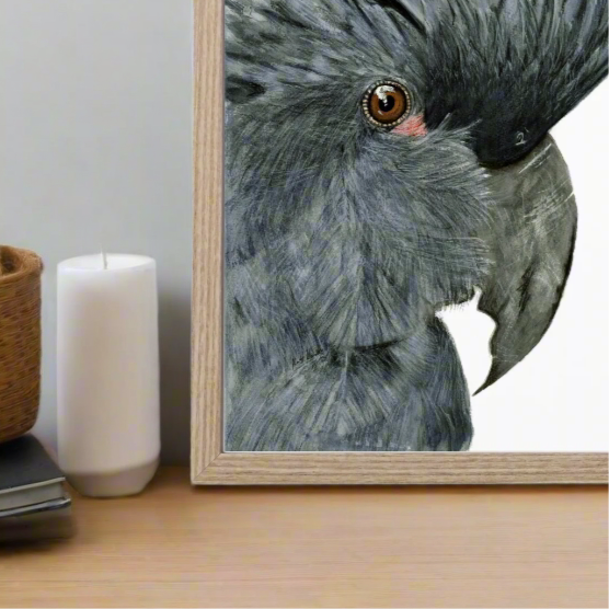 Seisa The Palm Cockatoo