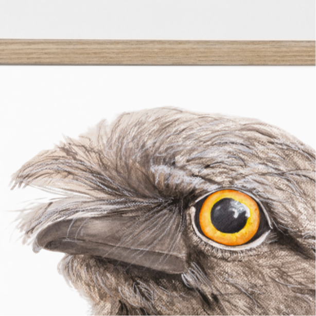Puffles the Tawny Frogmouth