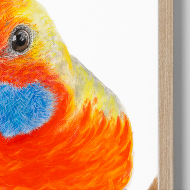Squirt the Rosella