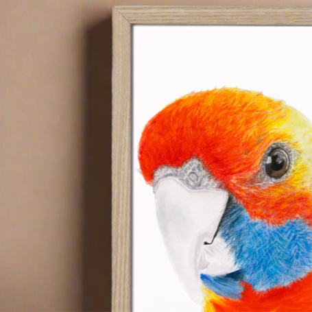 Squirt the Rosella