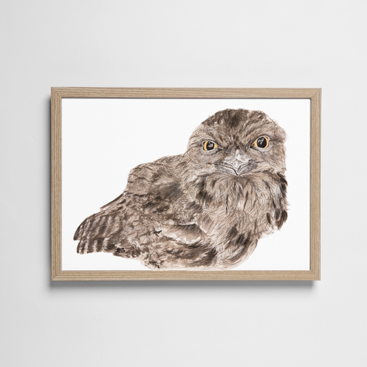 Ewok the tawny frogmouth