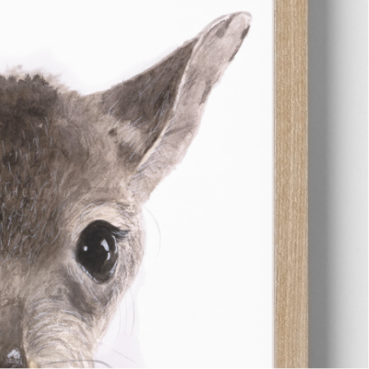 Nugget the Joey