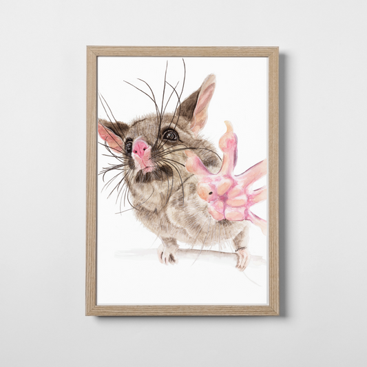 Guaka the brushtail possum