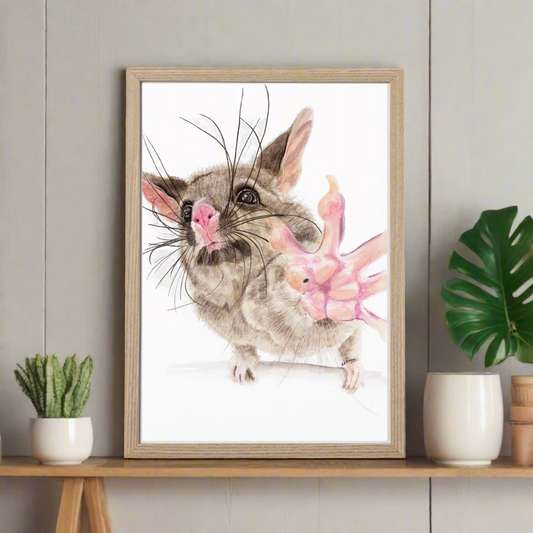 Guaka the brushtail possum