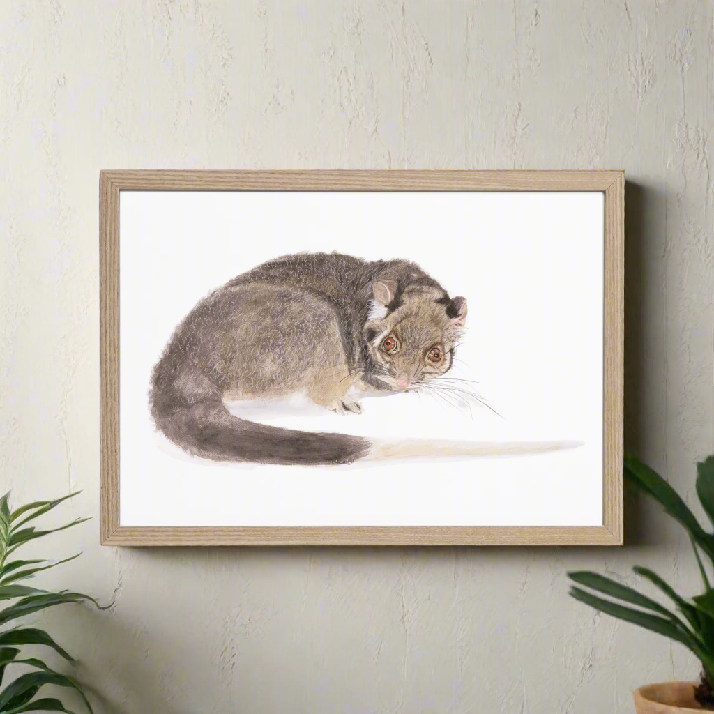 Jake the ringtail possum