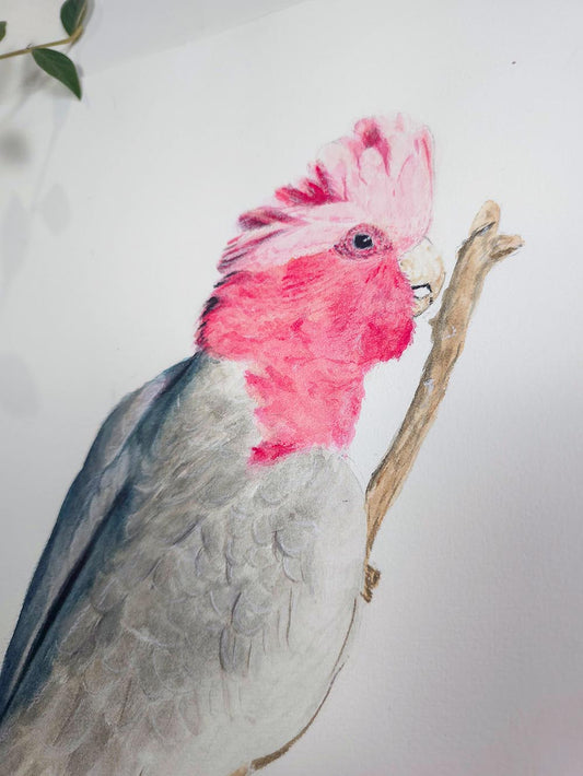 Grace the Galah