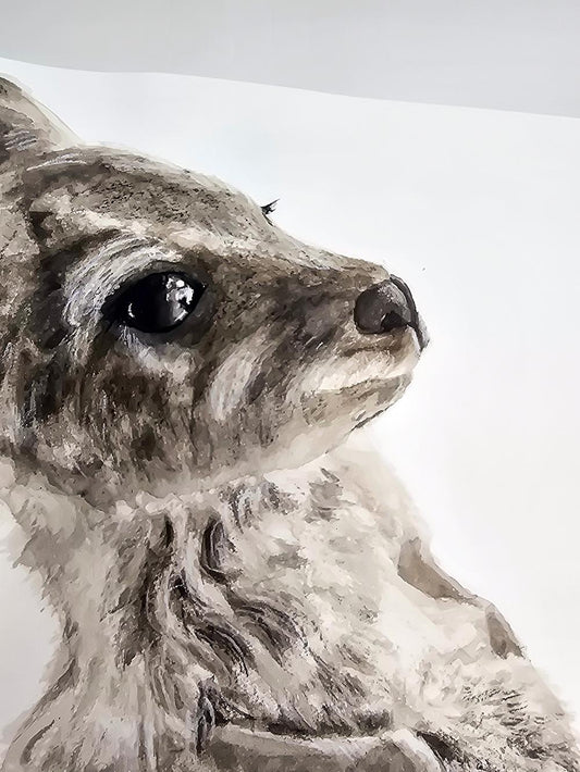 Nugget the Joey Belly Scratches