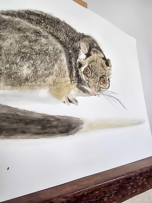 Jake the ringtail possum