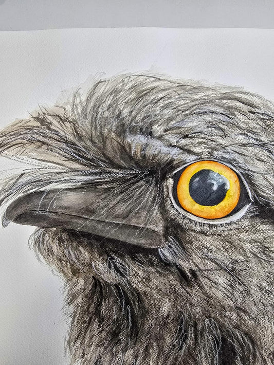 Puffles the Tawny Frogmouth