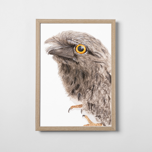 Puffles the Tawny Frogmouth
