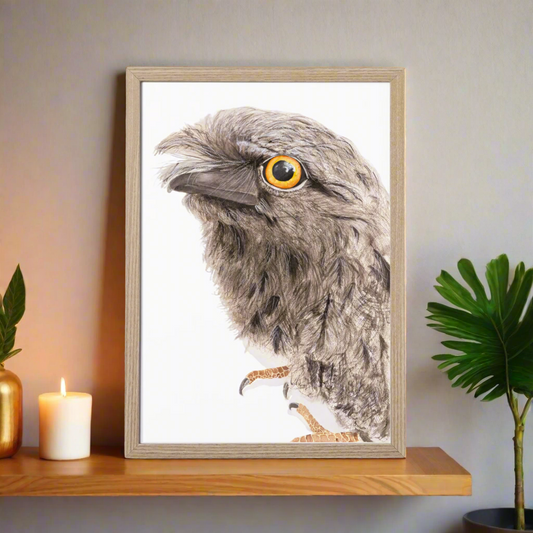 Puffles the Tawny Frogmouth