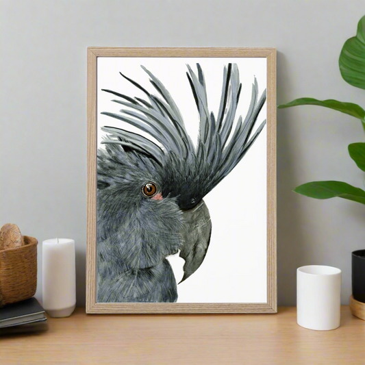 Seisa The Palm Cockatoo