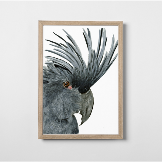 Seisia The Palm Cockatoo