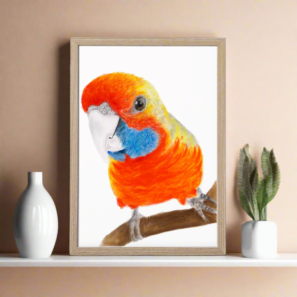 Squirt the Rosella