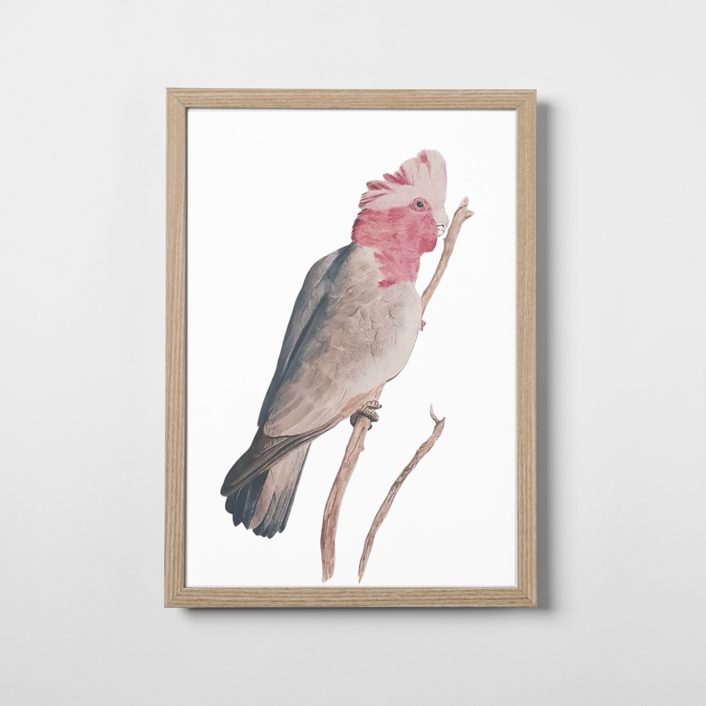 Grace the Galah
