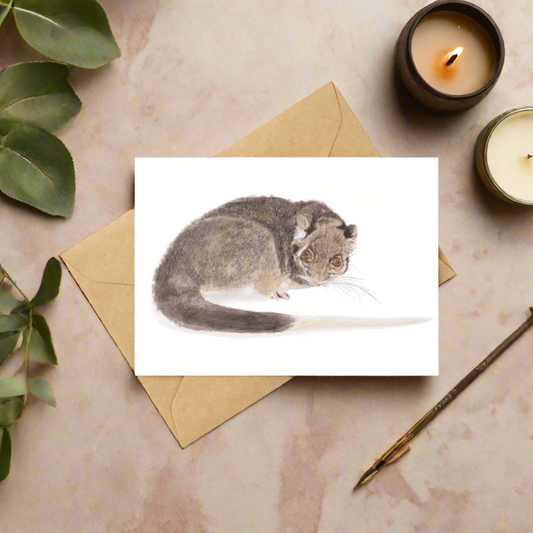 Jake the ringtail possum