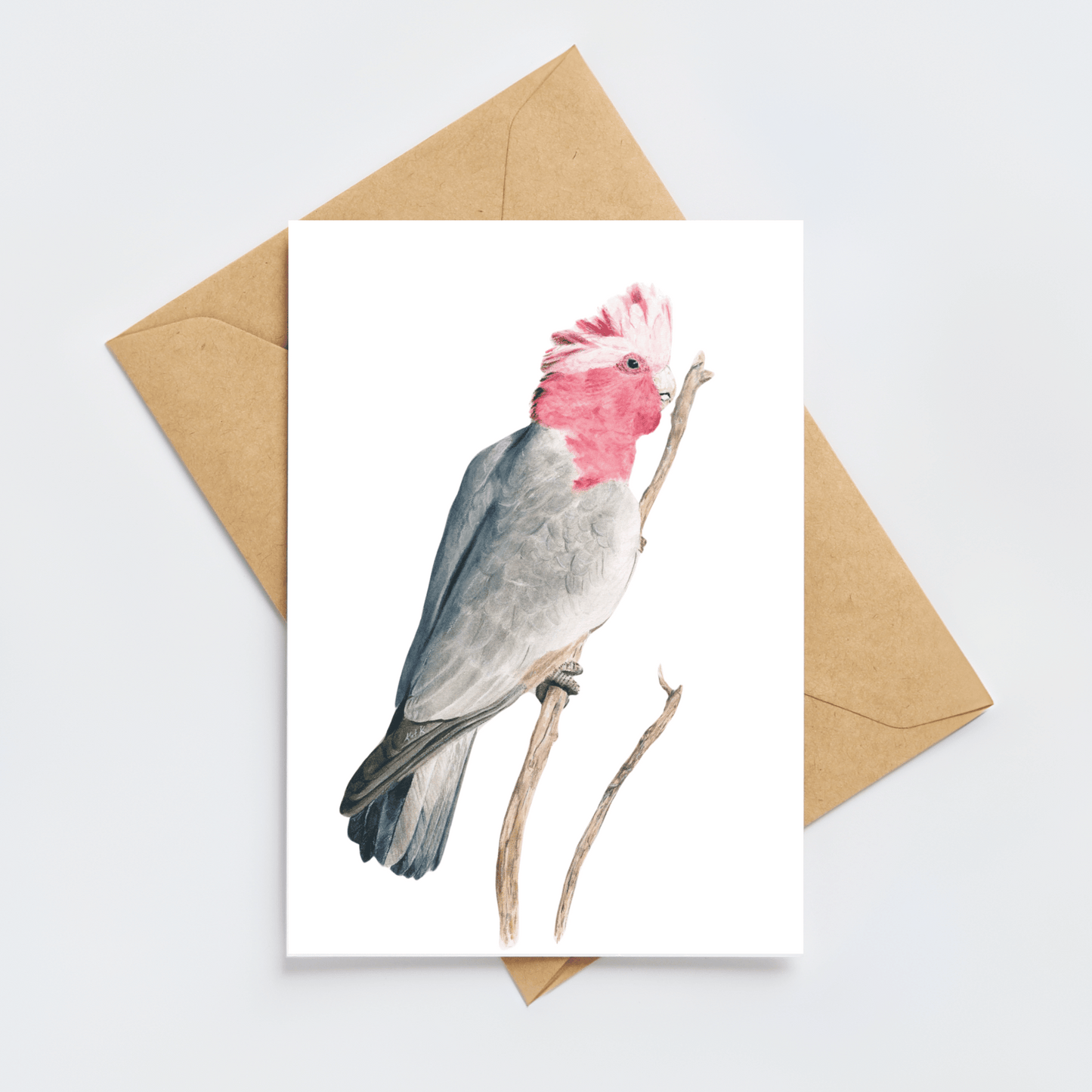 Grace the Galah