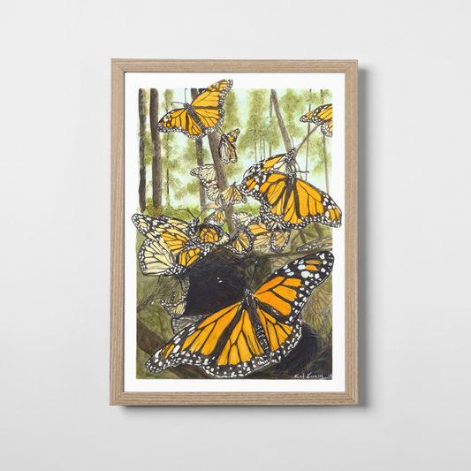 Monarch Butterfies