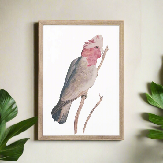 Grace the Galah