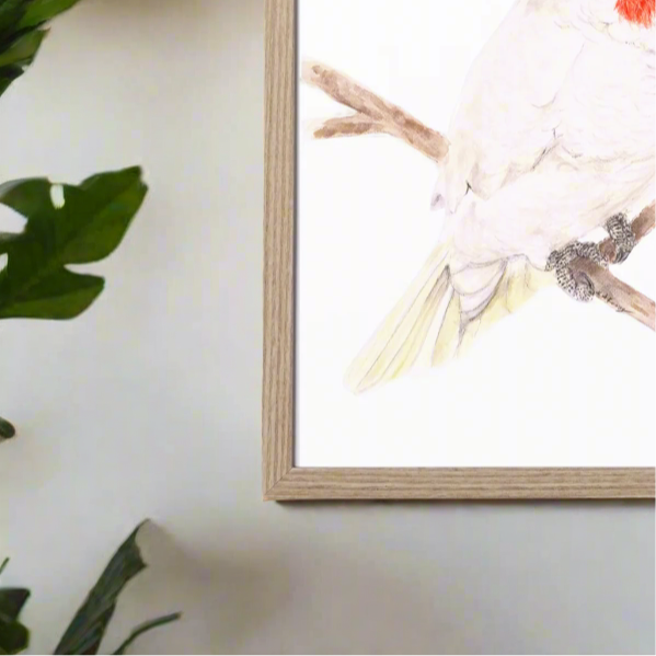 Reggie the Corella