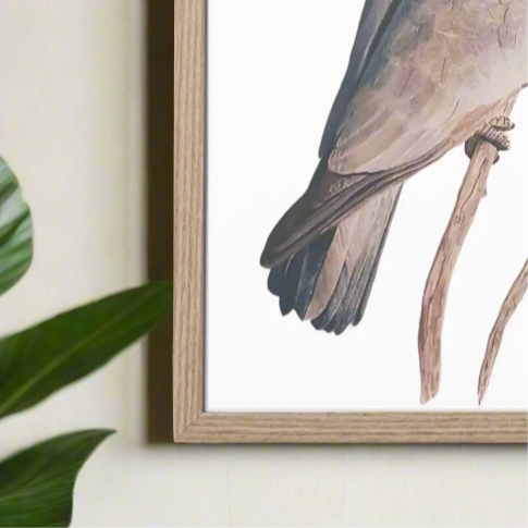 Grace the Galah