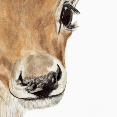 Ginny The Fawn