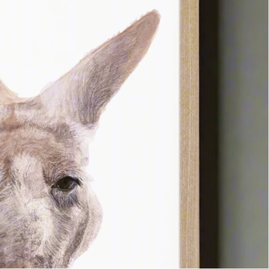 Boof the Kangaroo