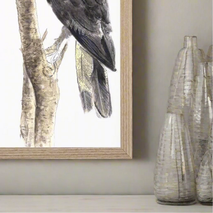 Yellow Tailed Black Cockatoo