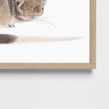 Jake the ringtail possum