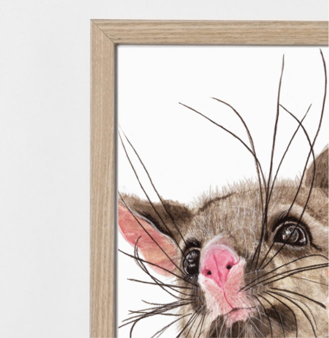 Guaka the brushtail possum