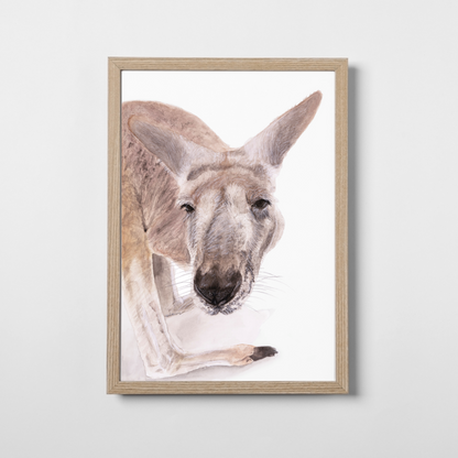 Boof the Kangaroo
