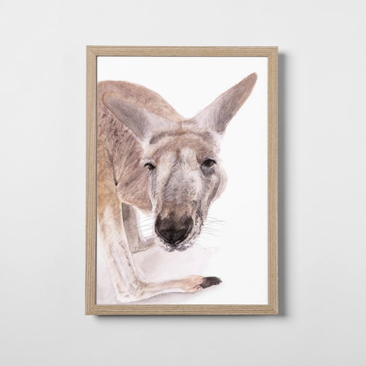 Boof the Kangaroo