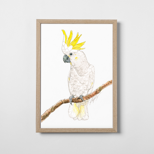 Carl the Cockatoo