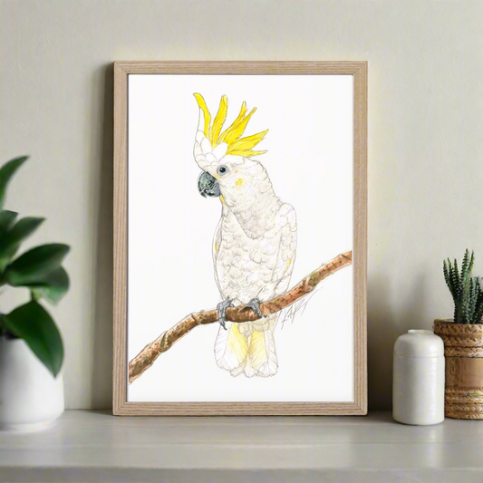 Carl the Cockatoo
