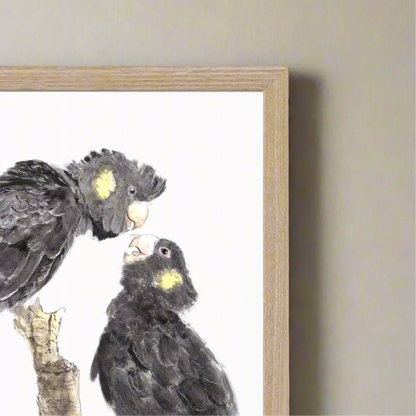 Yellow Tailed Black Cockatoo