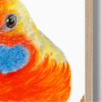 Squirt the Rosella