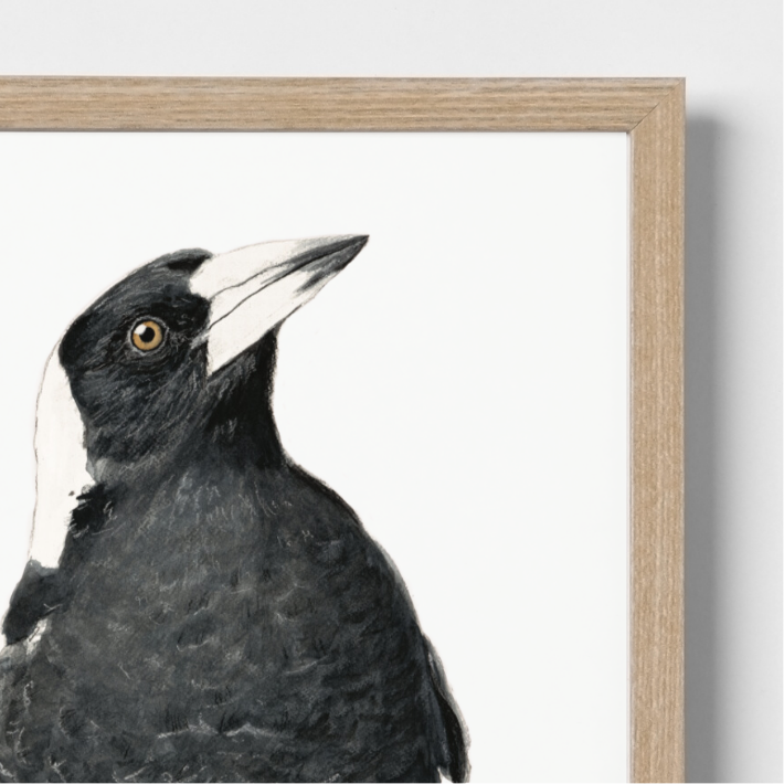 Jackie the magpie